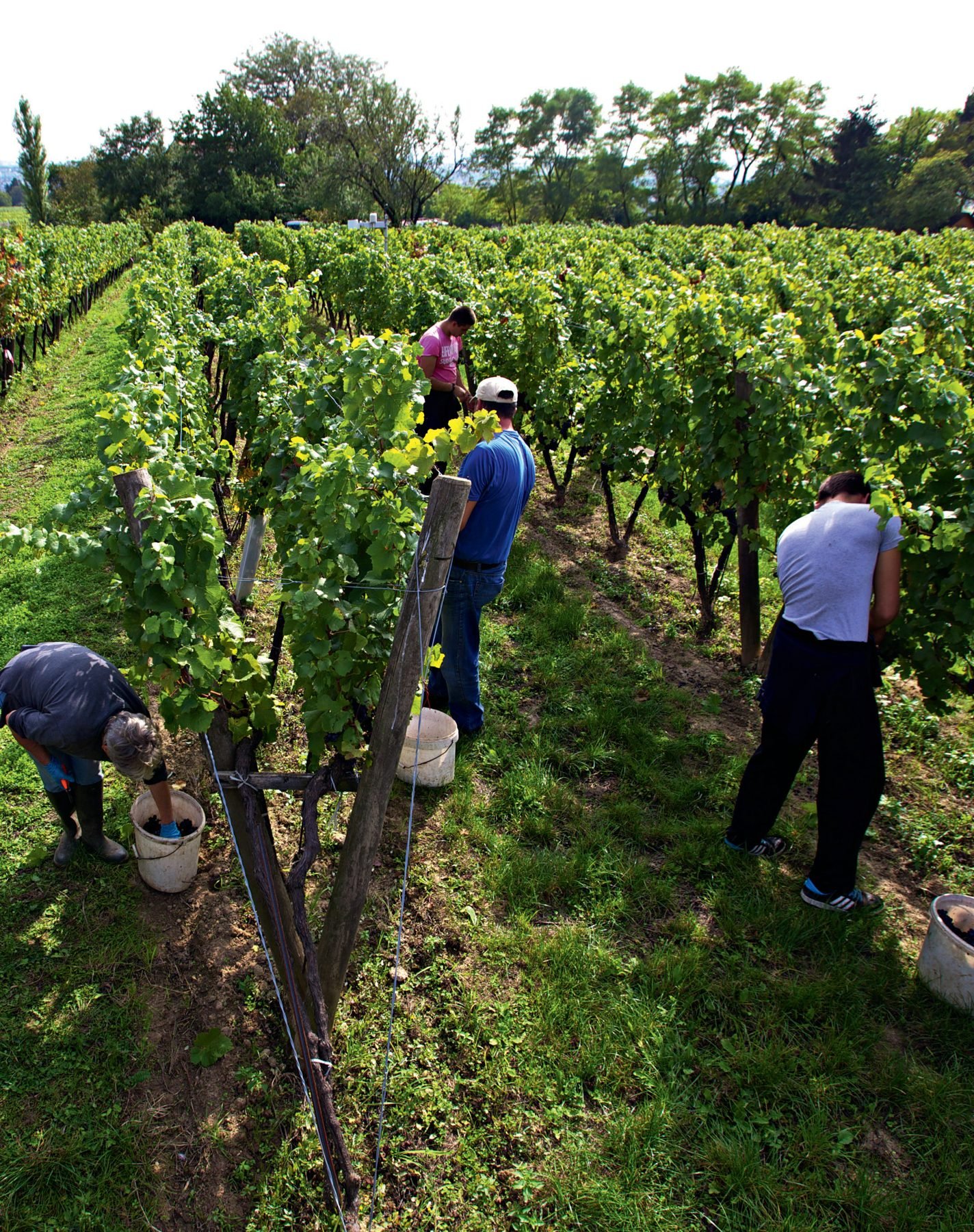 Döllerer Weinfest 2026