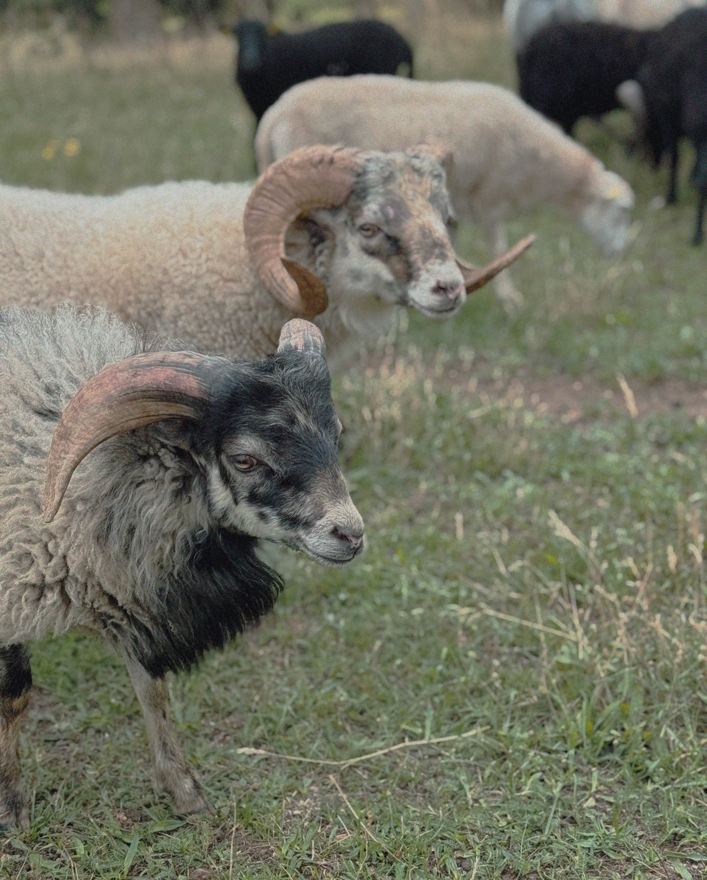 Biodynamie seit 2008
