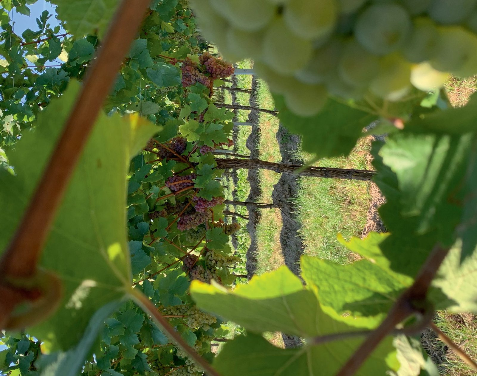 ProWein 2026